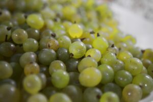 冷蔵保存のぶどうギフトが房から落ちる原因と対策は？