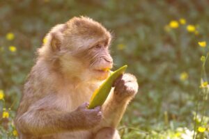 冷蔵ぶどうギフトの食べ比べ3種を確認する方法は？