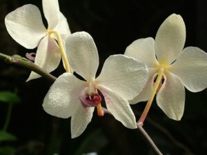 祖父母へ冷蔵ぶどうギフトは5000円以内でどれを選ぶべき？
